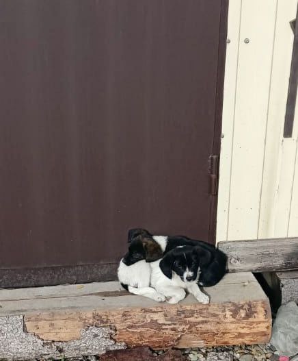 Отдам щенков в добрые руки - Животные в Краснодар