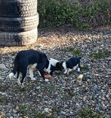 Отдам щенков в добрые руки - Животные в Краснодар - фото 2