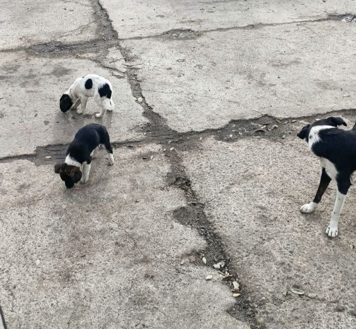 Отдам щенков в добрые руки - Животные в Краснодар - фото 3