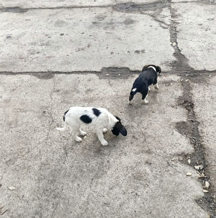 Отдам щенков в добрые руки - Животные в Краснодар - фото 4