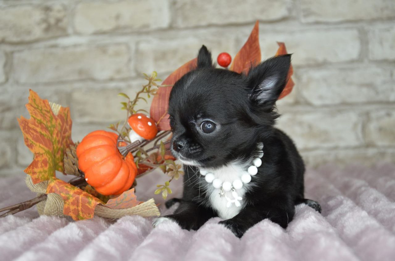 Щенок министандарт 3,5 месяца - Животные в Екатеринбург