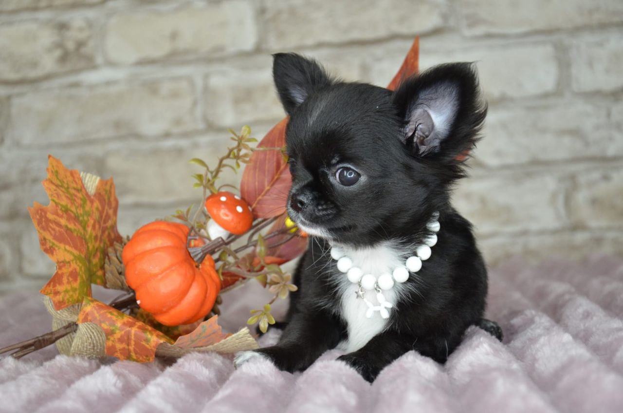 Щенок министандарт 3,5 месяца - Животные в Екатеринбург - фото 2