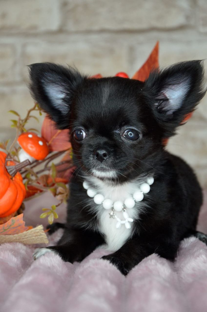 Щенок министандарт 3,5 месяца - Животные в Екатеринбург - фото 3