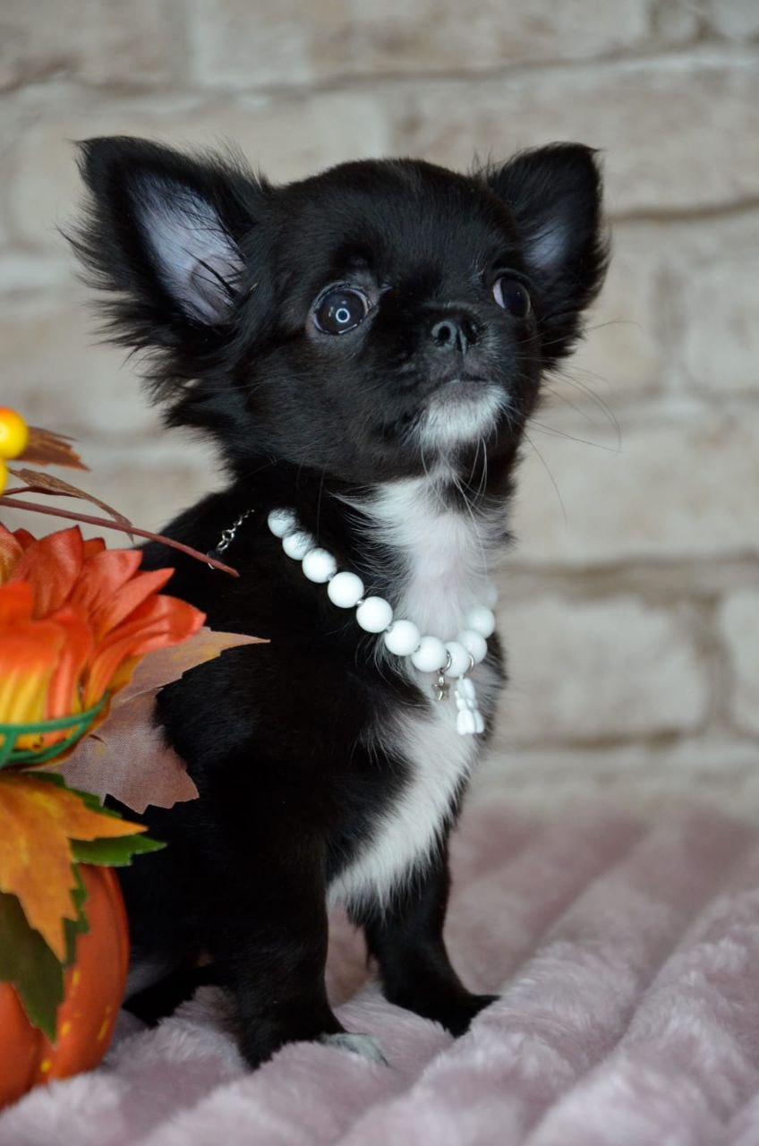 Щенок министандарт 3,5 месяца - Животные в Екатеринбург - фото 4