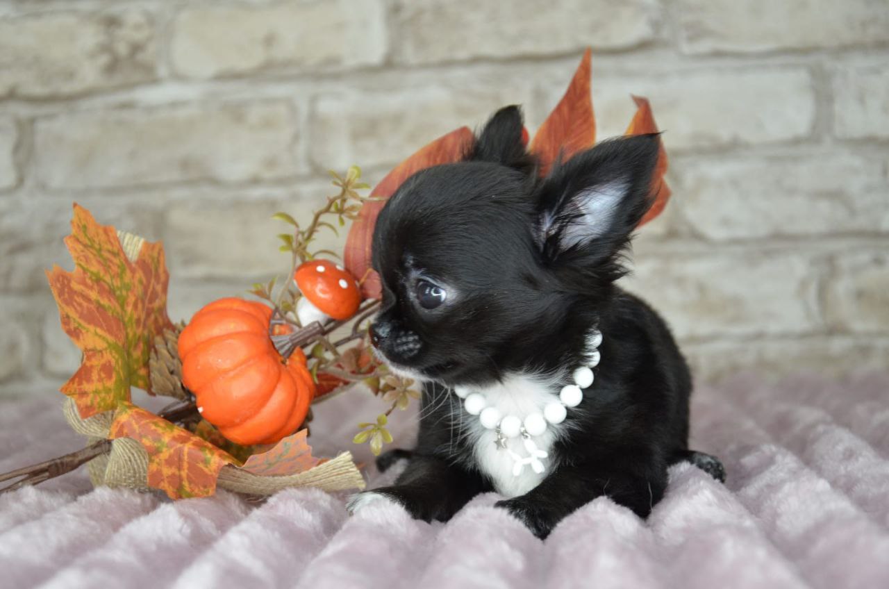 Щенок министандарт 3,5 месяца - Животные в Екатеринбург - фото 5