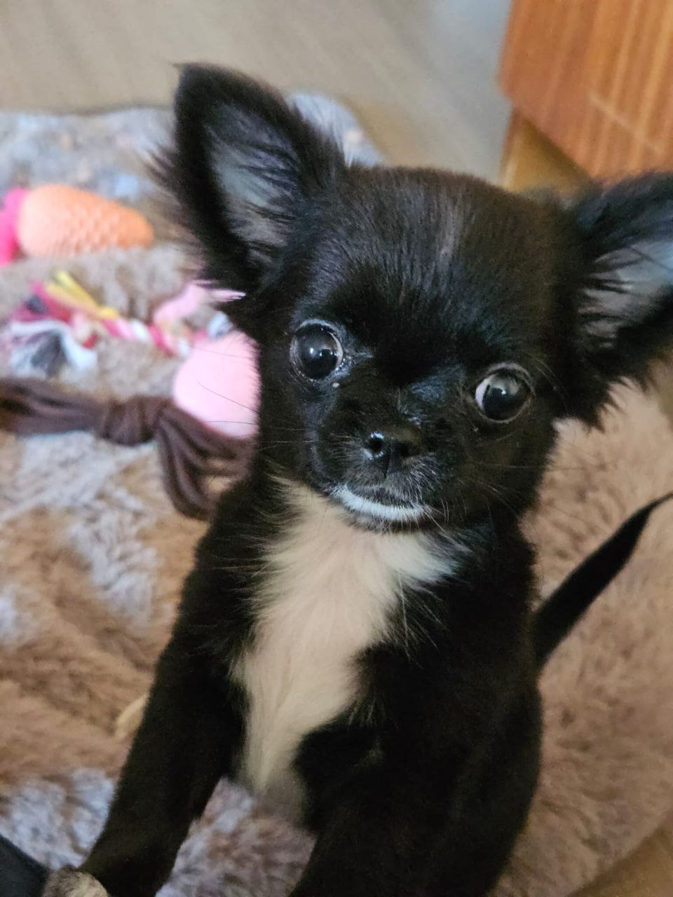 Щенок министандарт 3,5 месяца - Животные в Екатеринбург - фото 6