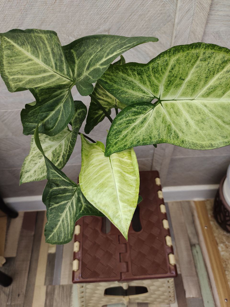 Сингониум Баттерфляй - частное объявление в Новороссийск