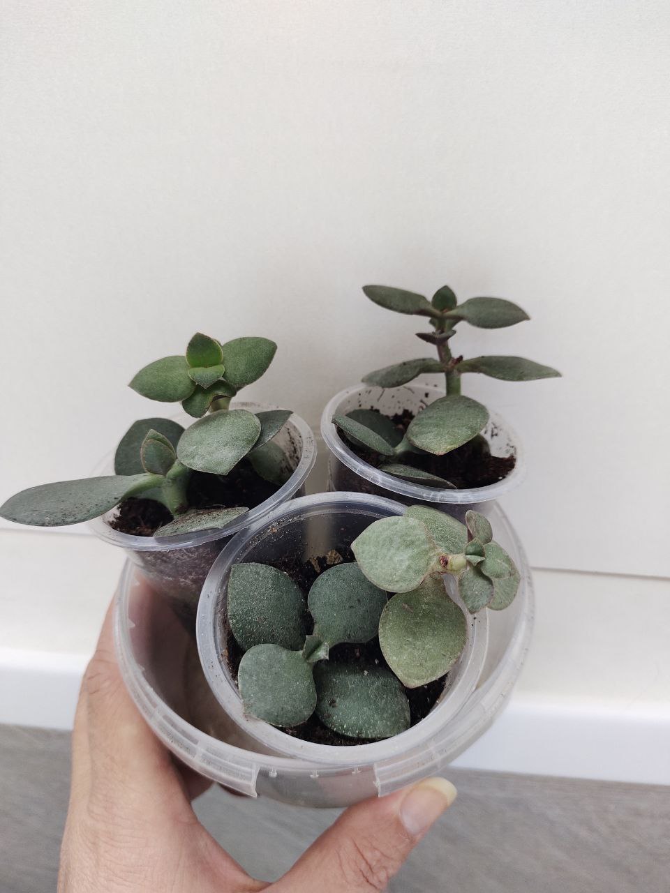 Денежное дерево (Красула овата) - частное объявление в Новороссийск