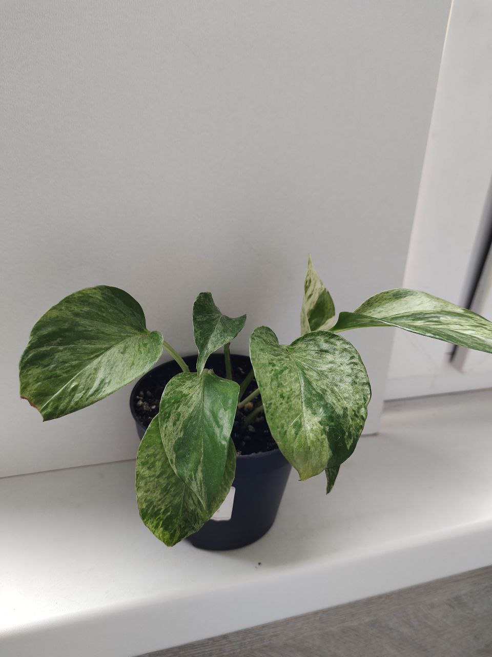 Эпипремнумы: Глобал Грин и Марбл Квин - Хобби и отдых в Новороссийск