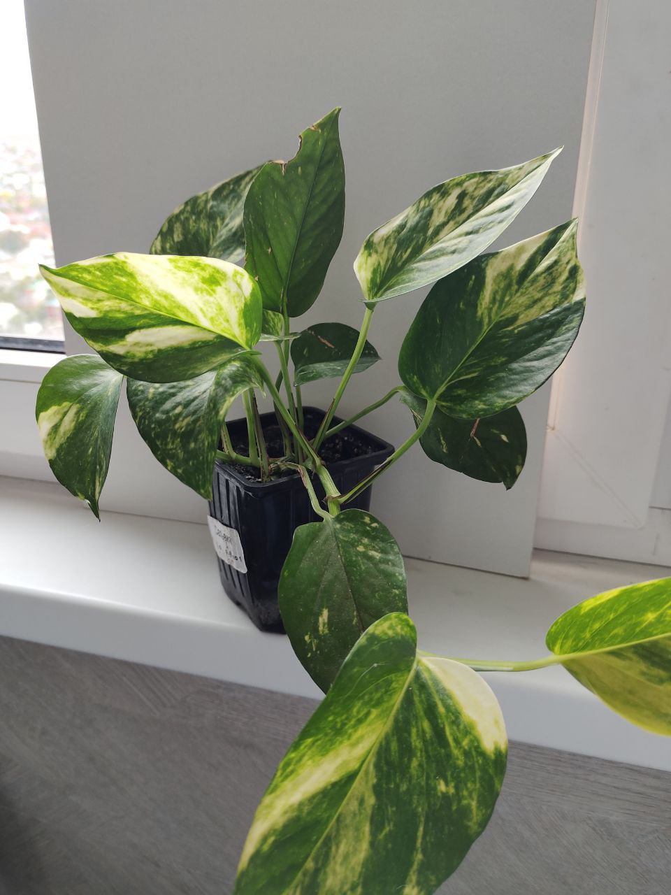 Эпипремнумы: Глобал Грин и Марбл Квин - Хобби и отдых в Новороссийск - фото 2