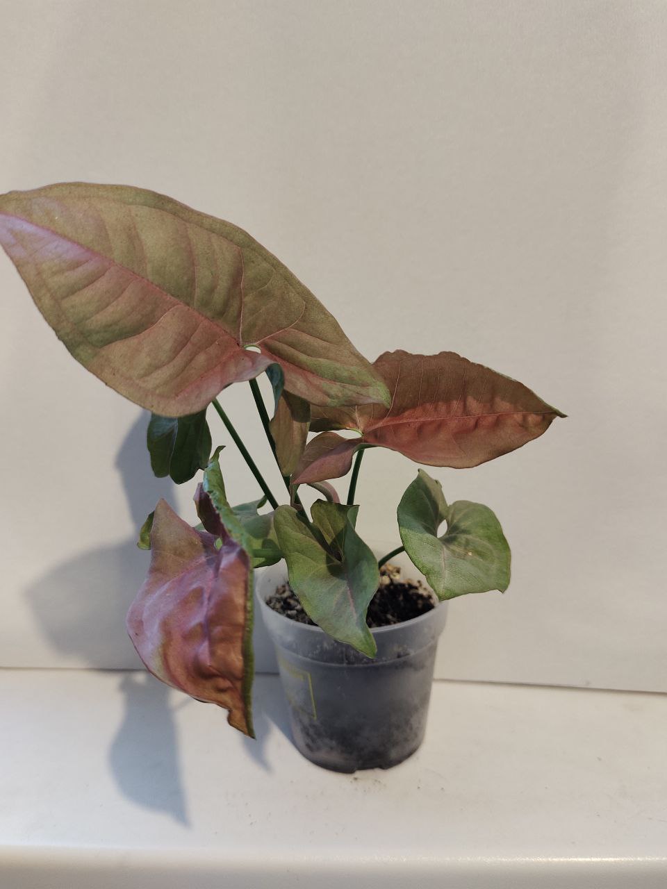 Сингониум Неон Пинк - Хобби и отдых в Новороссийск