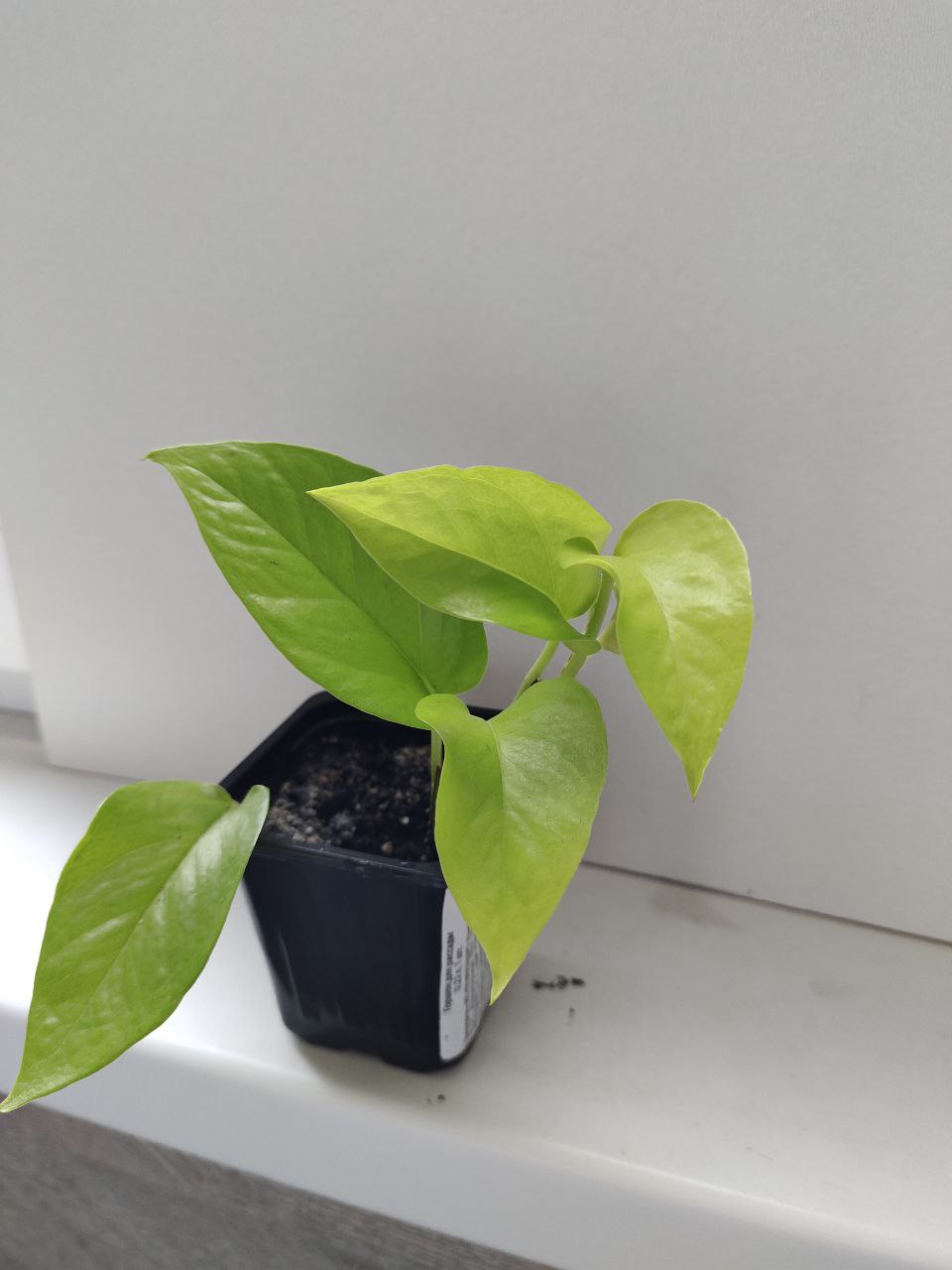 Сциндапсус Неон - Хобби и отдых в Новороссийск