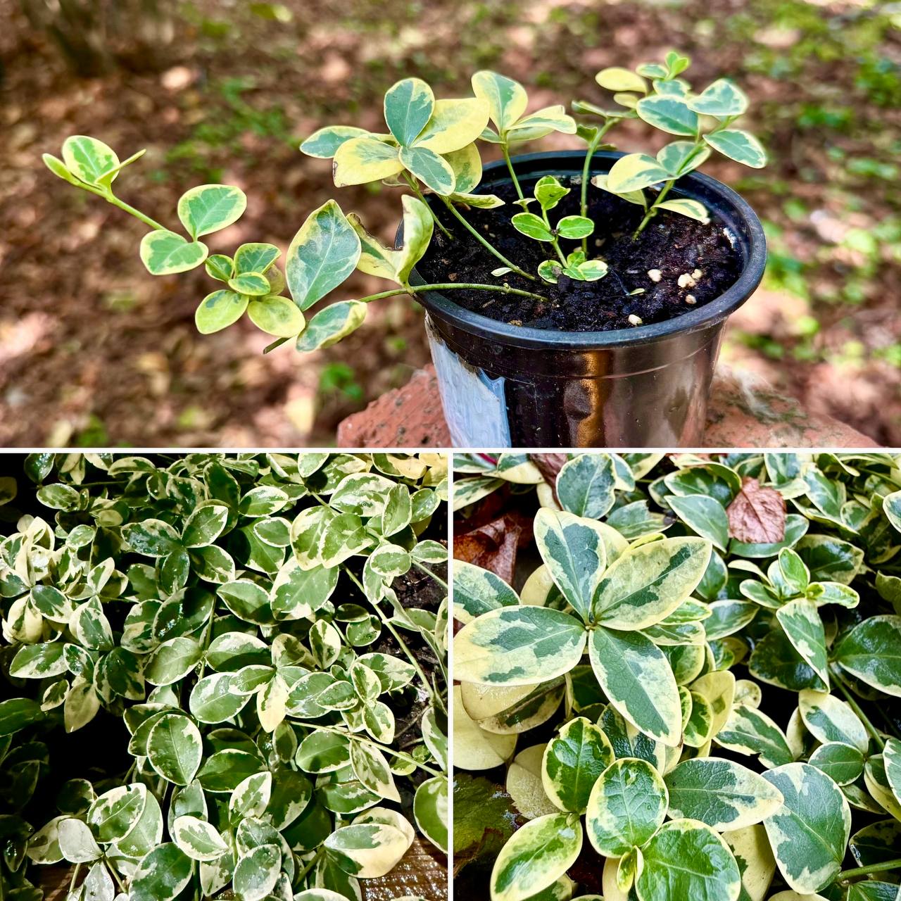 Барвинок Вариегатный - Хобби и отдых в ст-ца Смоленская