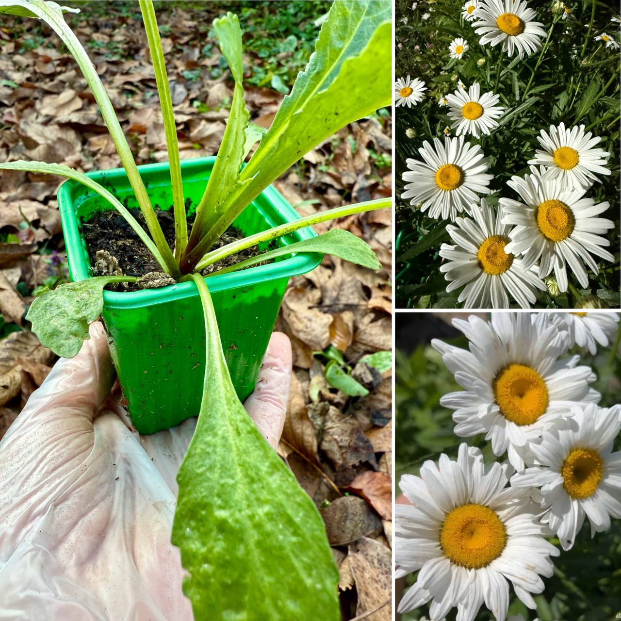 Саженцы ромашки садовой многолетней - частное объявление в Смоленская