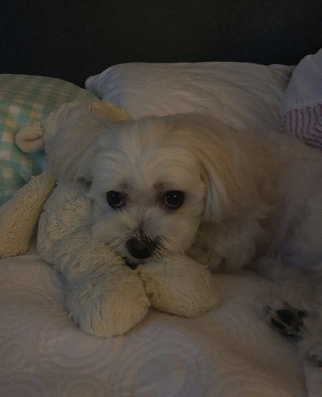 Продам щенка мальтийской болонки - частное объявление в Смоленская