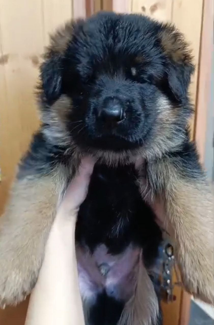 Щенки Немецкой овчарки с документами РКФ - частное объявление в Якутск