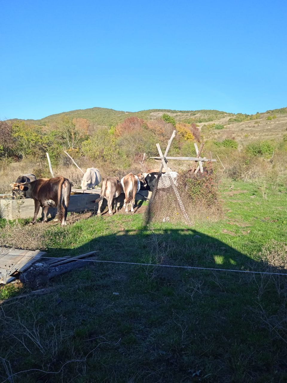 Продаётся Крупный Рогатый Скот 13 Голов - Животные в Владикавказ