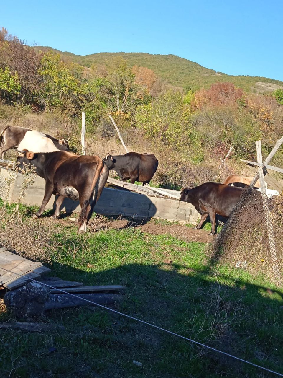 Продаётся Крупный Рогатый Скот 13 Голов - Животные в Владикавказ - фото 3