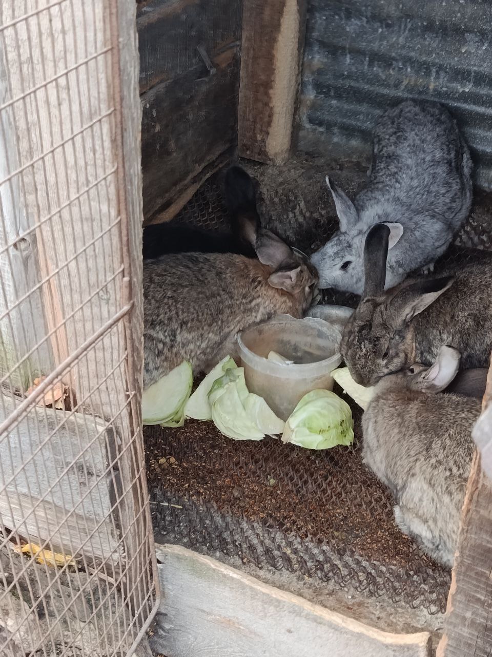 Продам Кроликов - частное объявление в Владикавказ