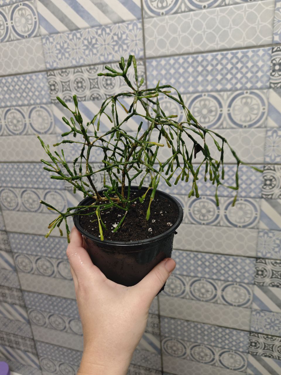 Хатиора желтая - Хобби и отдых в Мытищи