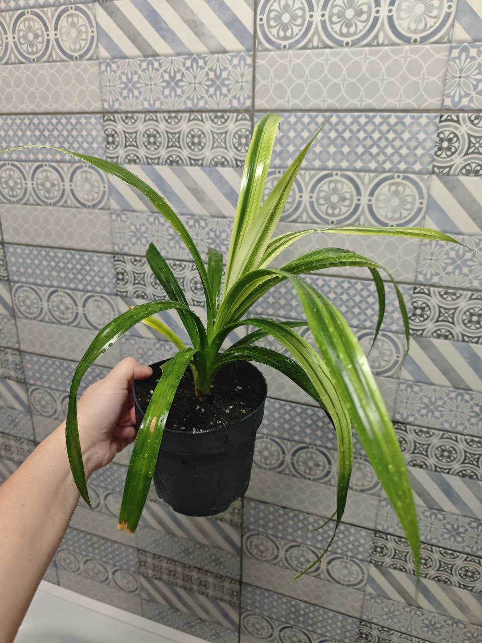 Панандус - Хобби и отдых в Мытищи