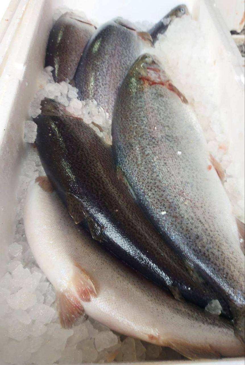 Сбор заявок на свежую форель - Хобби и отдых в Новосибирск