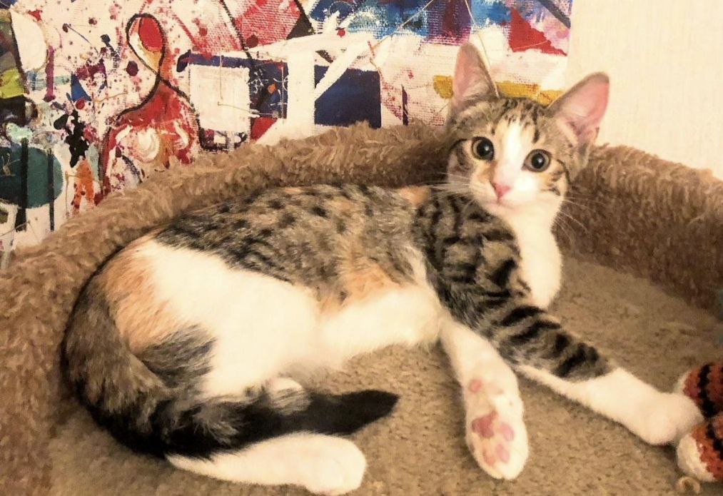 Котенок шпротинка трехцветная - Животные в Москва