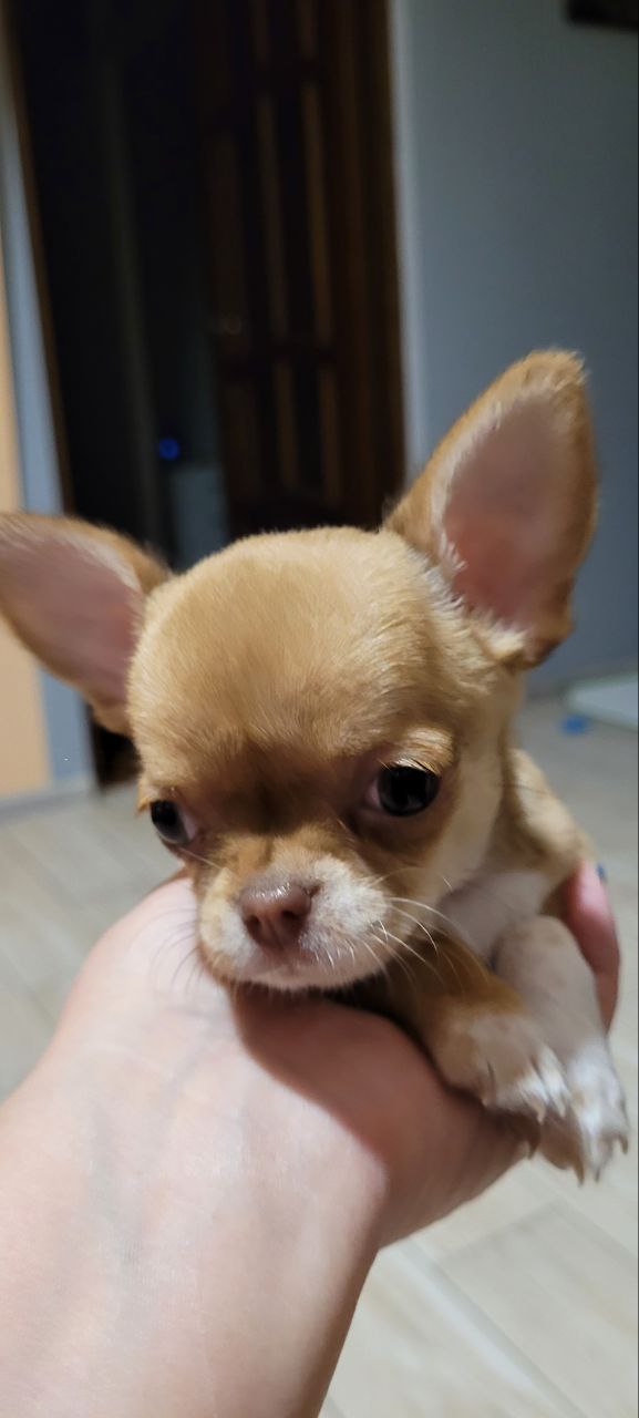 Щенки чихуахуа готовы к переезду - частное объявление в Краснодарский Край