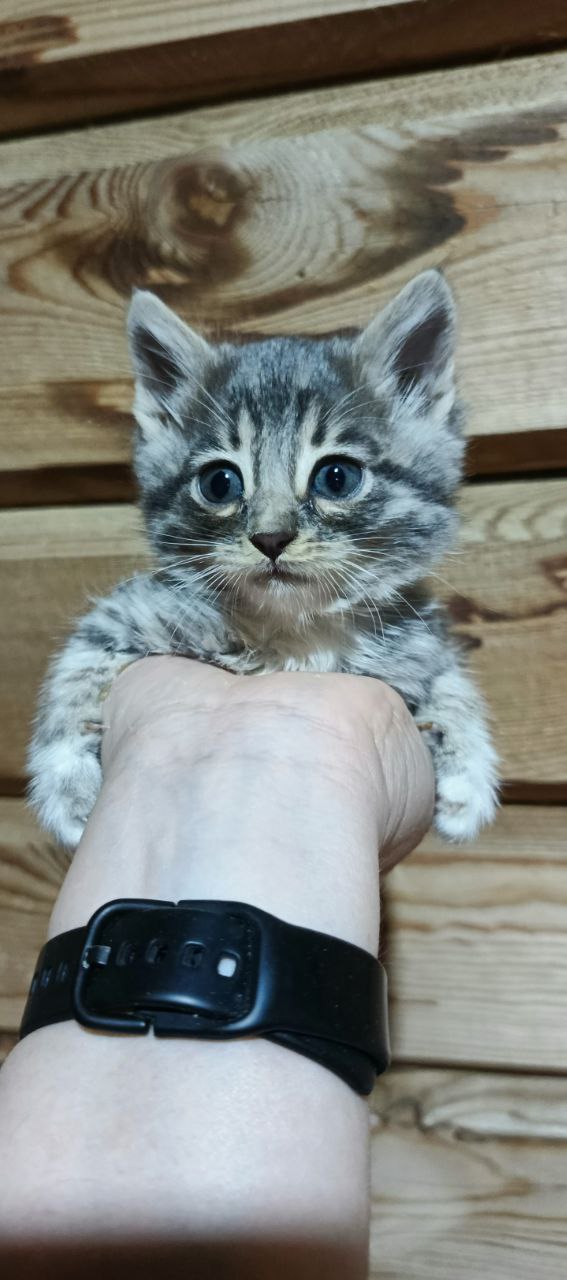 Отдам котенка мальчика - частное объявление в Тюмень