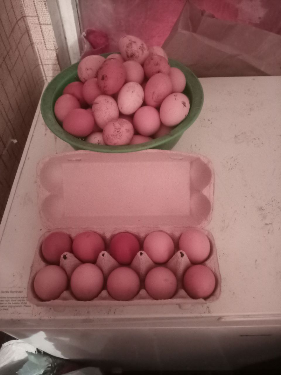 Продажа домашних куриных яиц - Животные в Белгород - фото 2