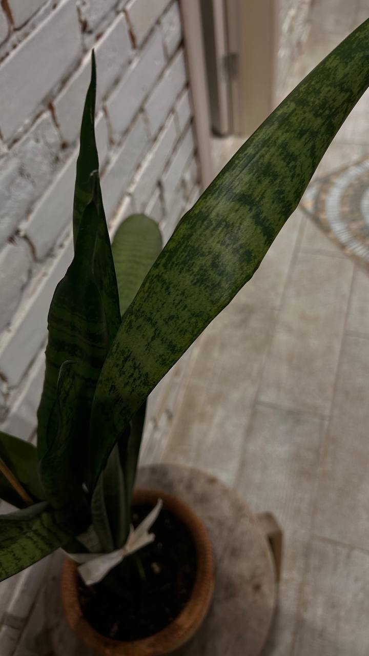 Продам цветок с горшком - частное объявление в Загорянка