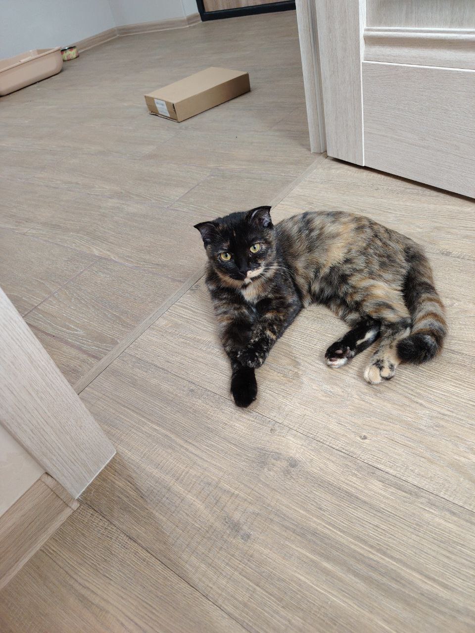 Отдается в добрые руки вислоухая британка - Животные в Люберцы