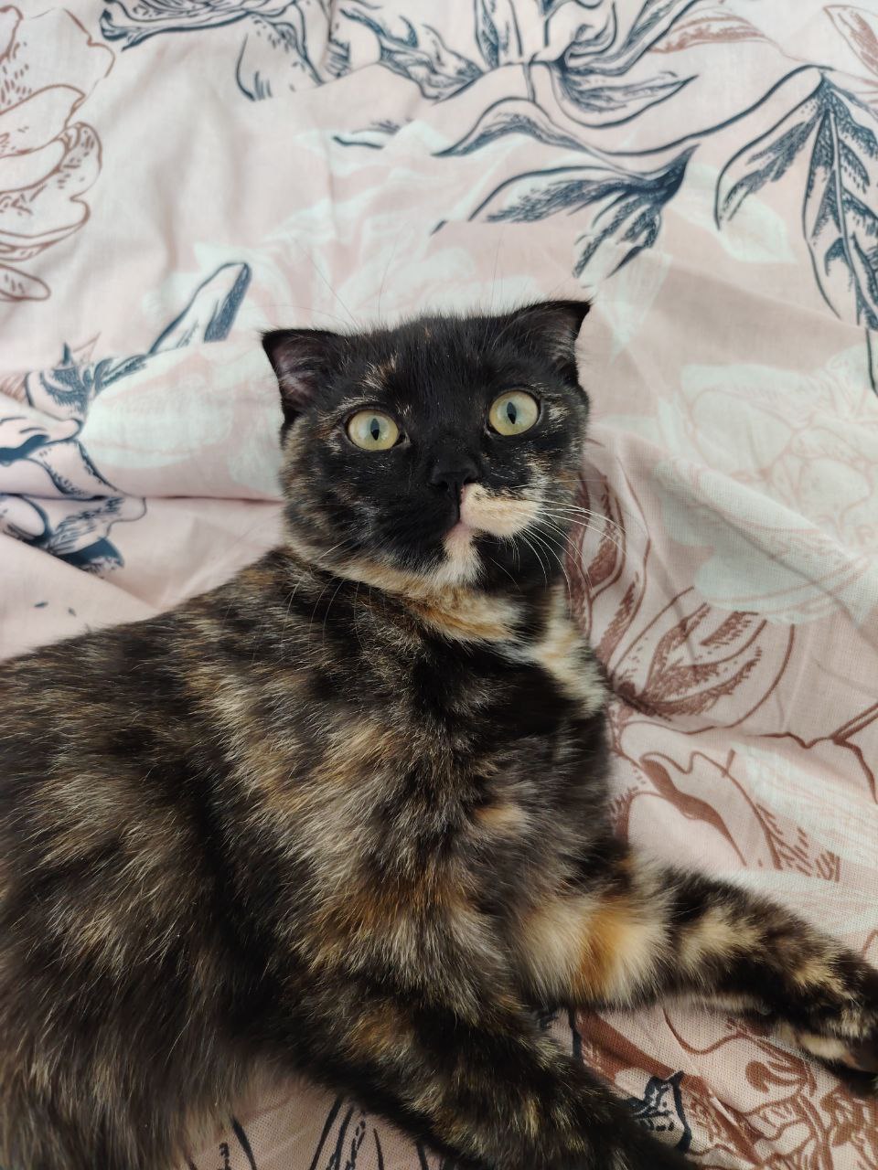 Отдается в добрые руки вислоухая британка - Животные в Люберцы - фото 2