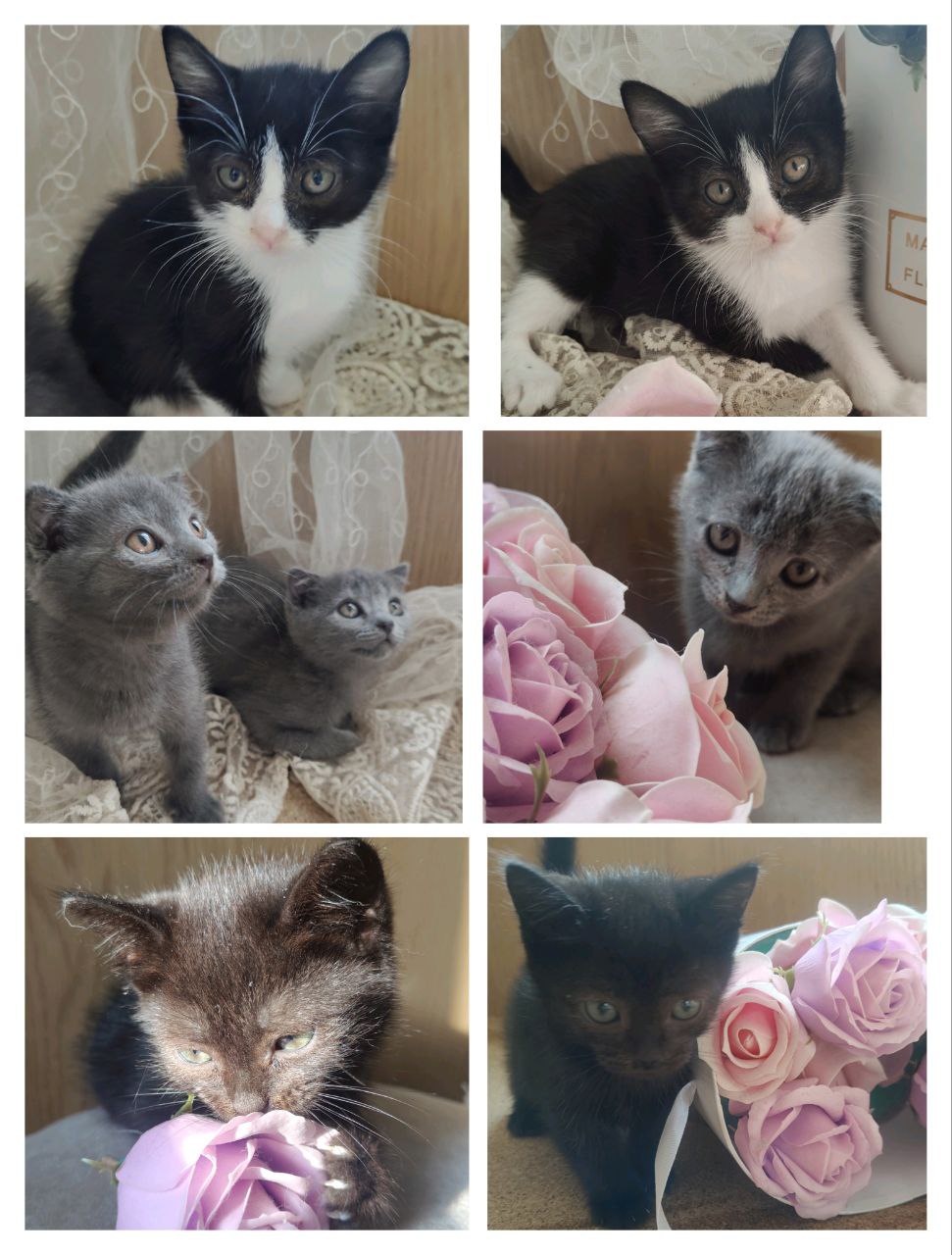 Котики ищут семью - Животные в Армавир