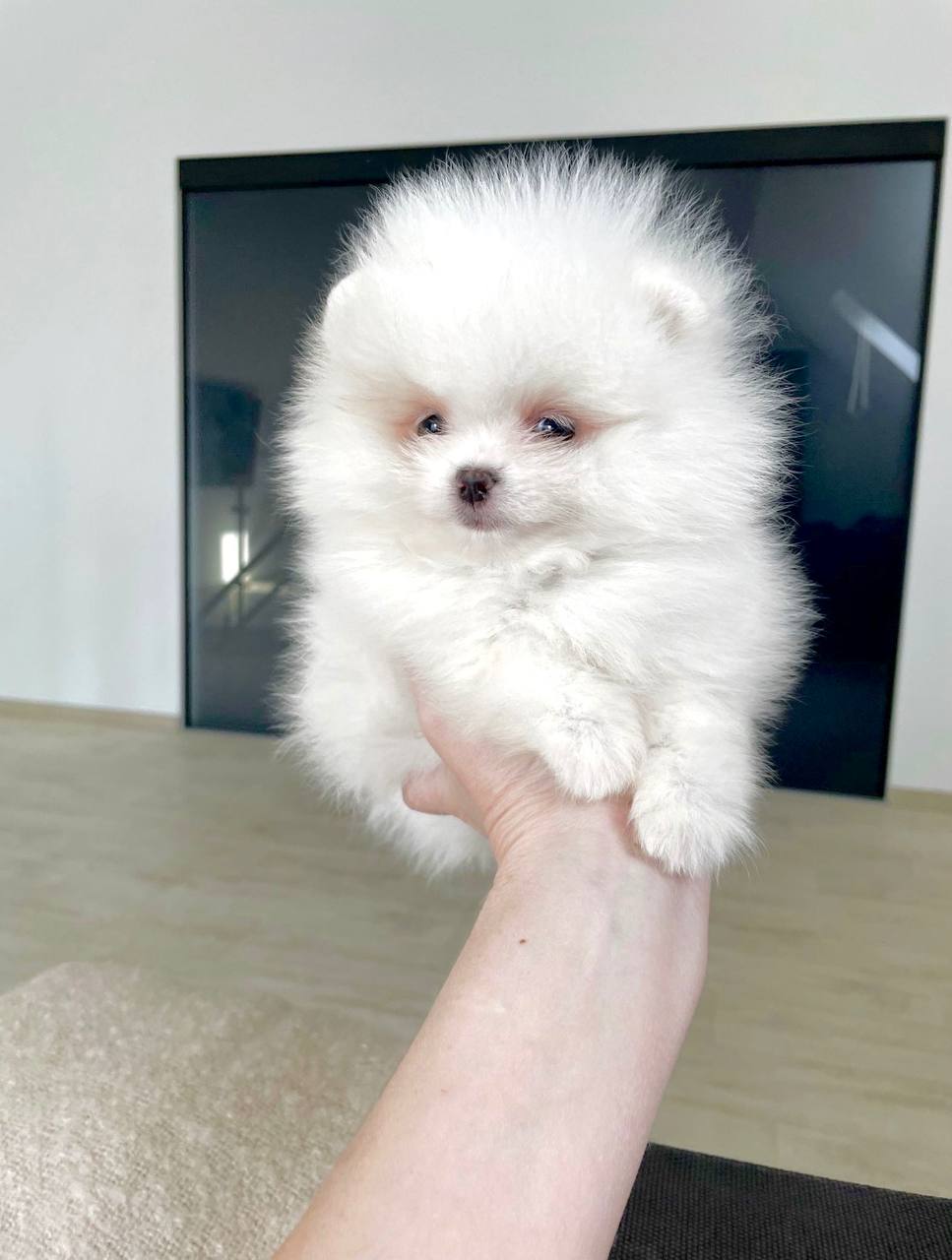 Продажа шпица померанского - Животные в Армавир