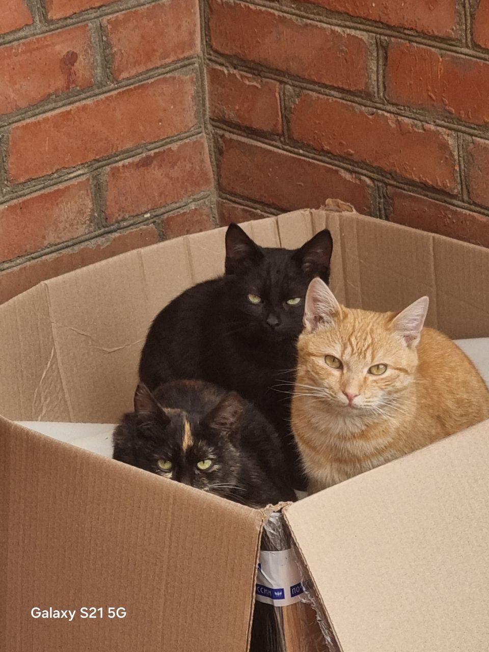 Отдам котят за символическую цену - частное объявление в Армавир