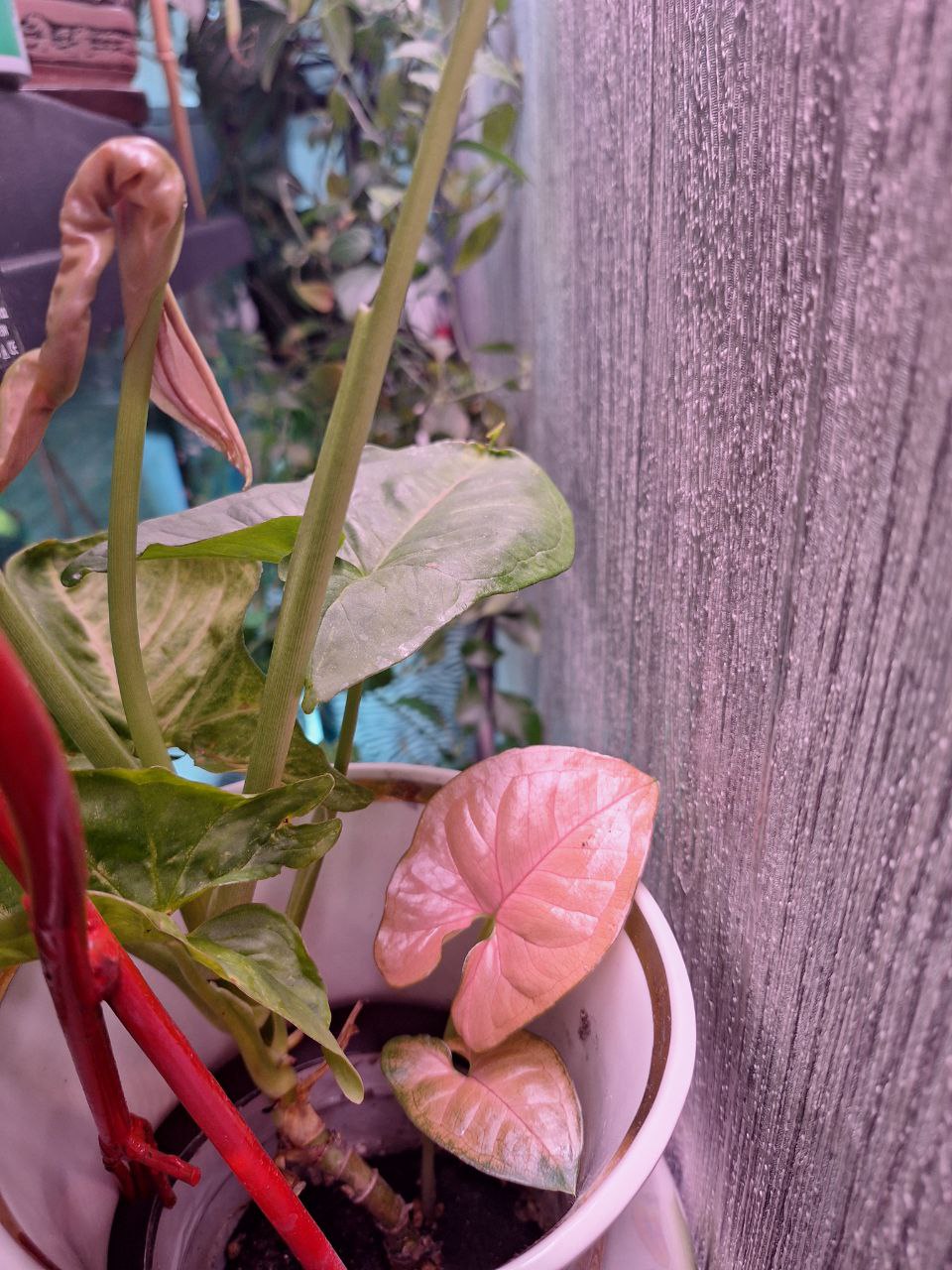 Объявления Барнаул - Услуги в Барнаул