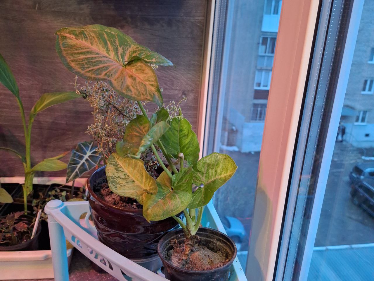 Объявления Барнаул - Услуги в Барнаул - фото 3