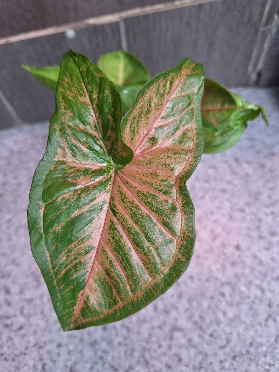 Объявления Барнаул - Услуги в Барнаул - фото 4