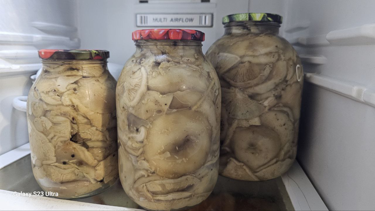 Продам грузди холодного засола - частное объявление в Нижний Новгород