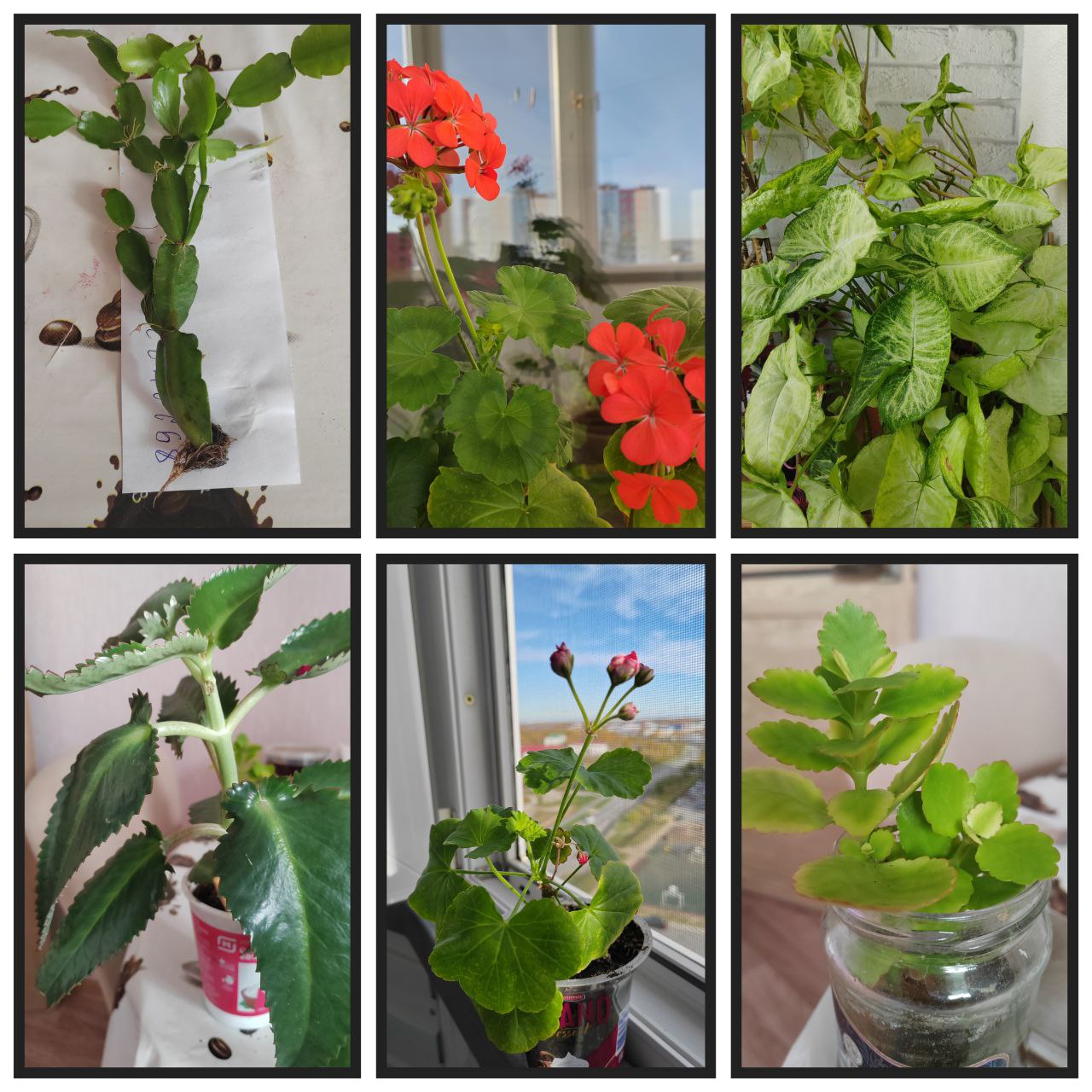 Продажа комнатных растений - частное объявление в Сургут