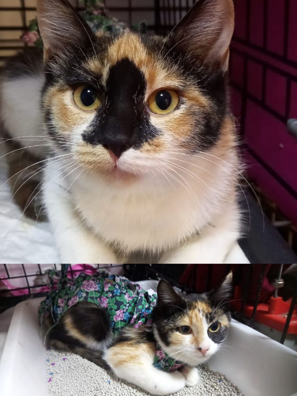Пристройство кошечек после стерилизации - частное объявление в Владивосток