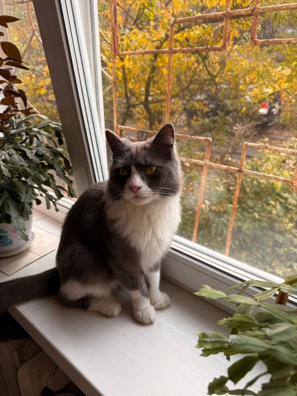 Поиск дома для кота Дымка - Животные в Владивосток