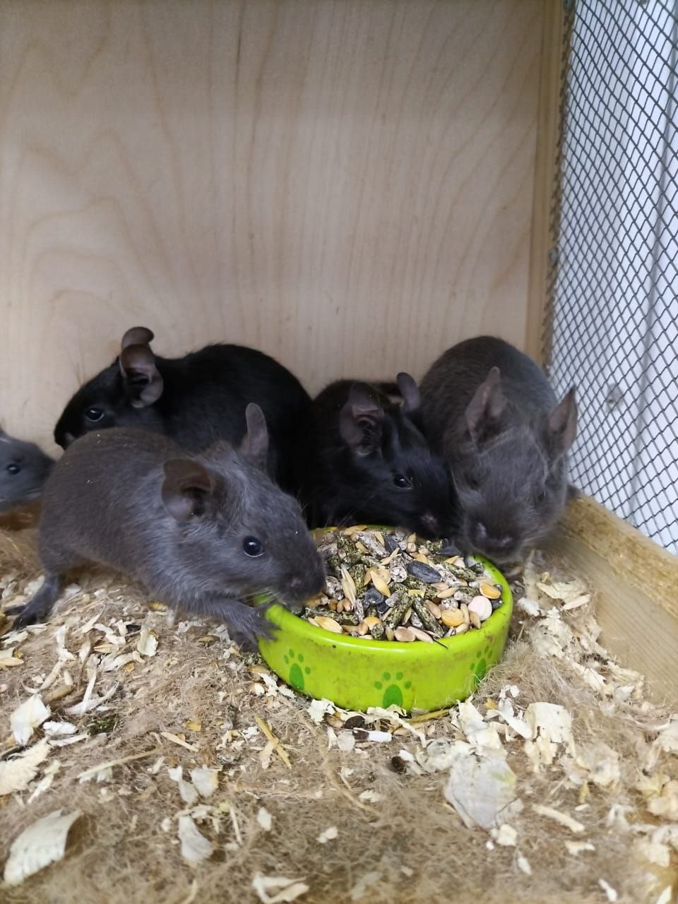 Самочки Дегу 3 месяца - Животные в Владивосток