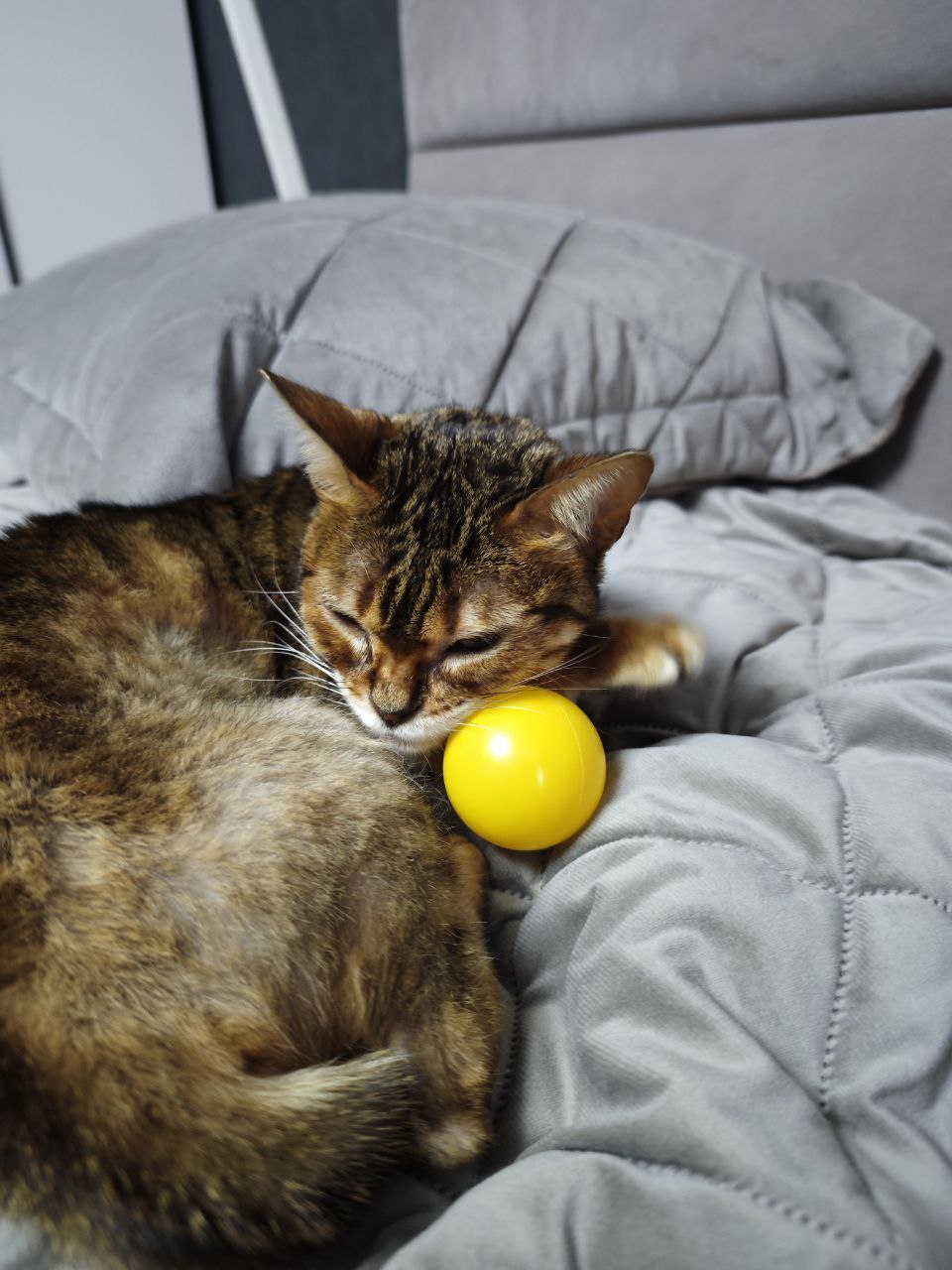 Бенгальская кошечка - частное объявление в Ставрополь