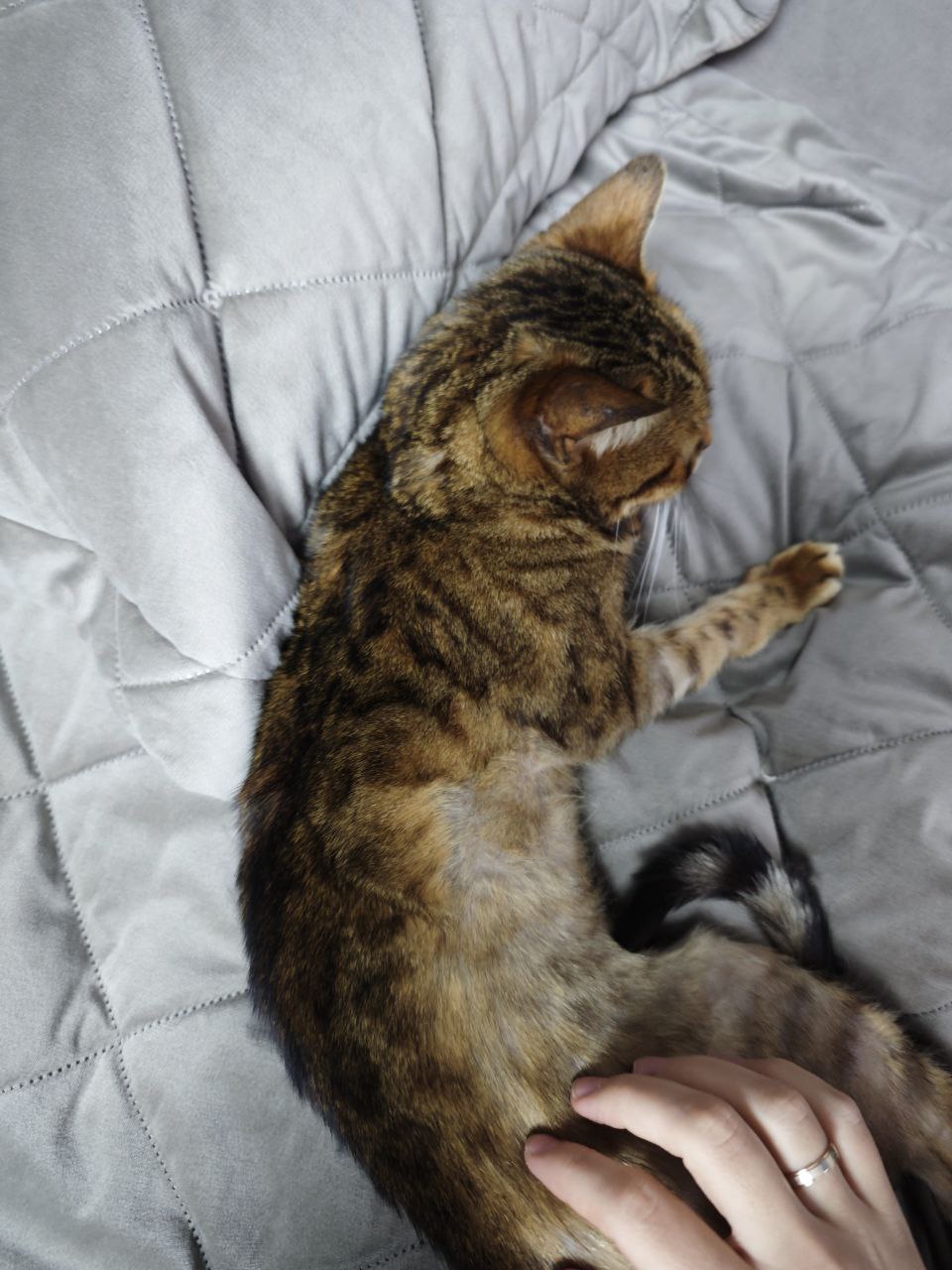 Бенгальская кошечка - Животные в Ставрополь - фото 3