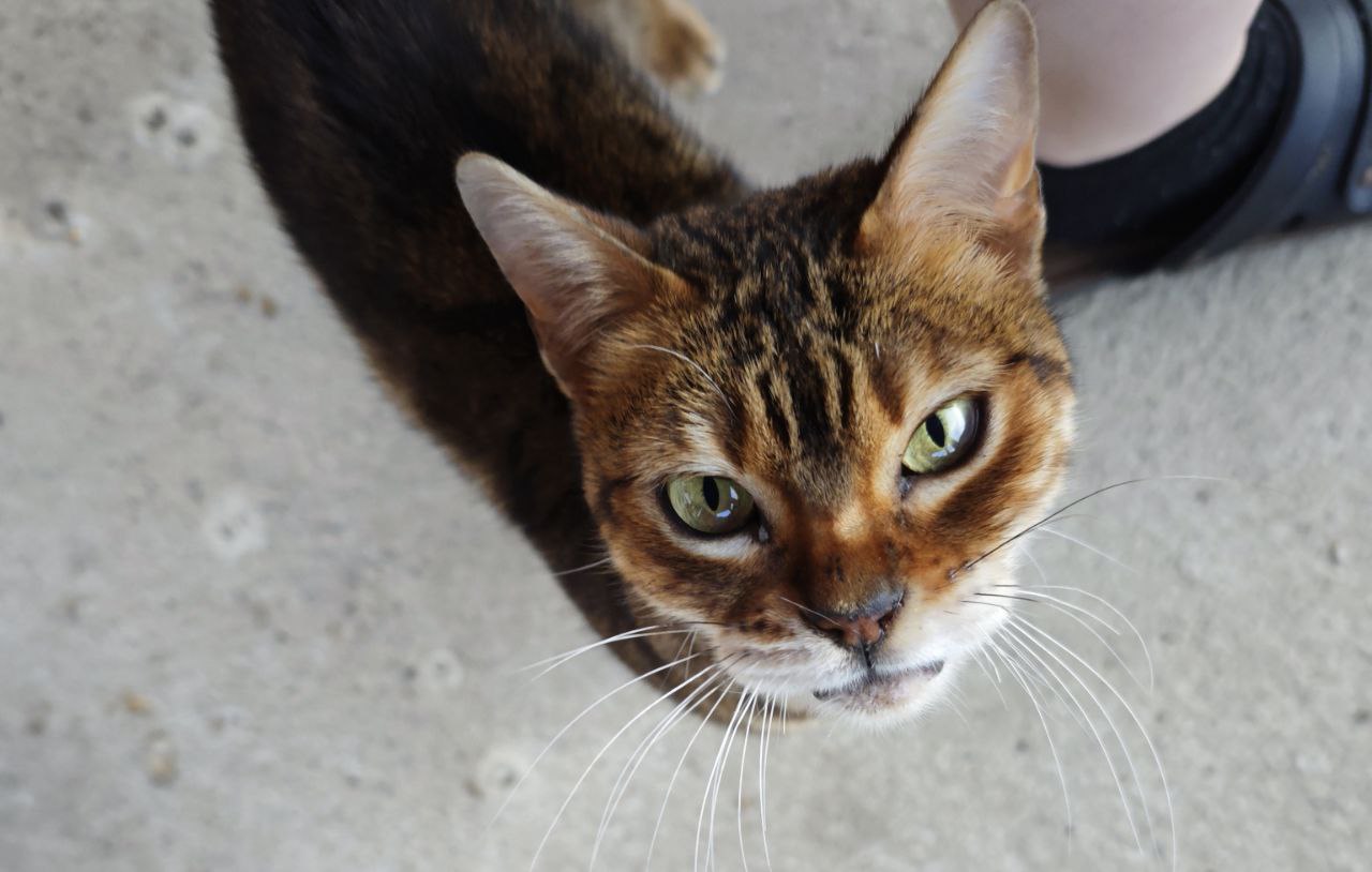 Бенгальская кошечка - Животные в Ставрополь - фото 4