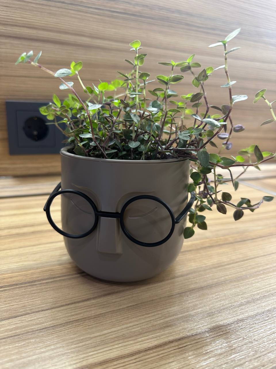 Коллизия - пышное растение с зелено-фиолетовыми листьями - Хобби и отдых в Санкт-Петербург