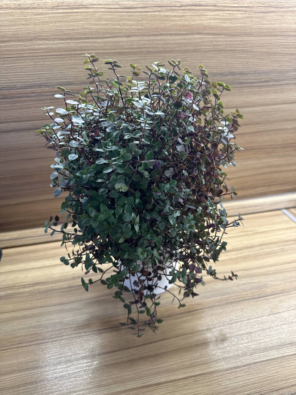 Коллизия - пышное растение с зелено-фиолетовыми листьями - Хобби и отдых в Санкт-Петербург - фото 2