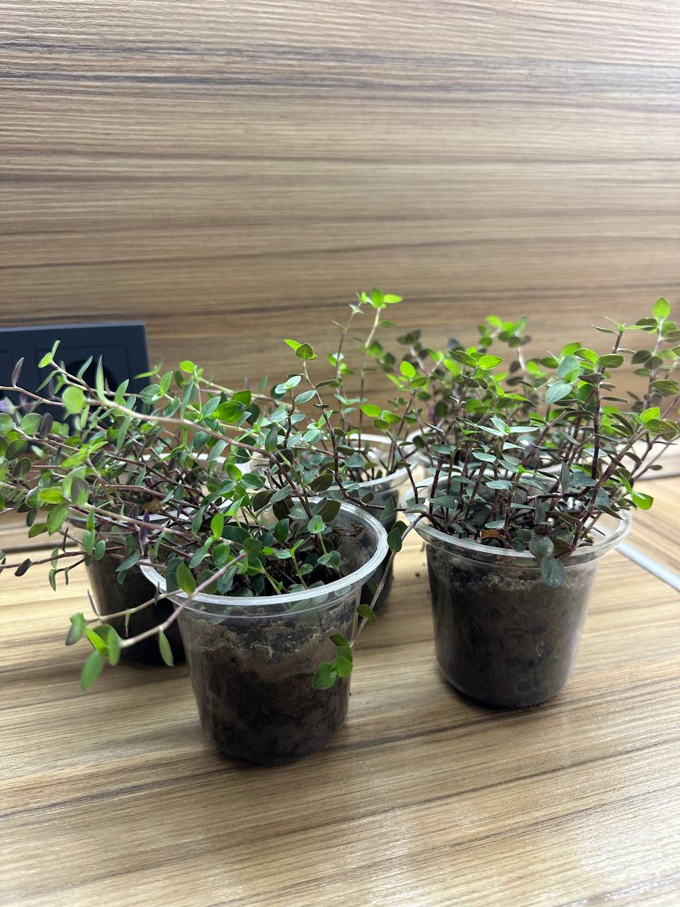 Коллизия - пышное растение с зелено-фиолетовыми листьями - Хобби и отдых в Санкт-Петербург - фото 3